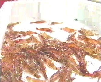 PESCA 53  GANADO